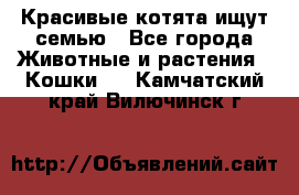Красивые котята ищут семью - Все города Животные и растения » Кошки   . Камчатский край,Вилючинск г.